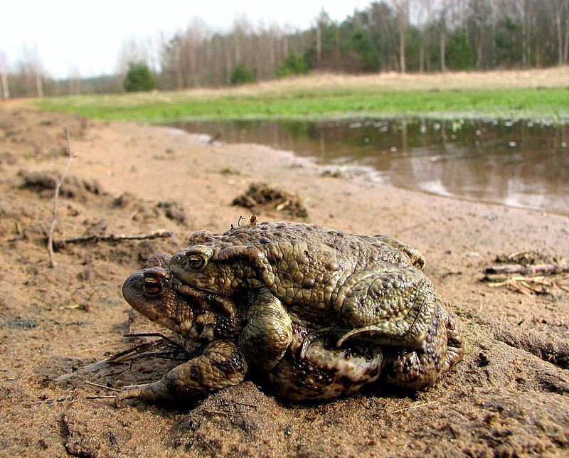 miłość plażowa