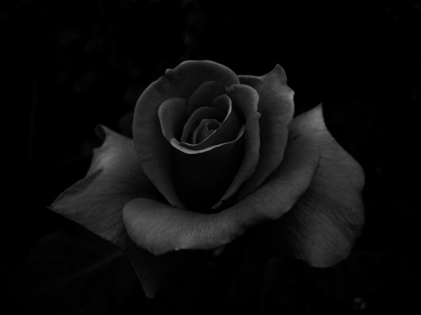 black rose