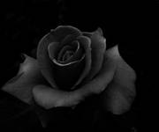 black rose