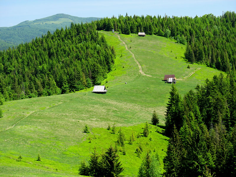 \"Podsumowanie zieleni\"