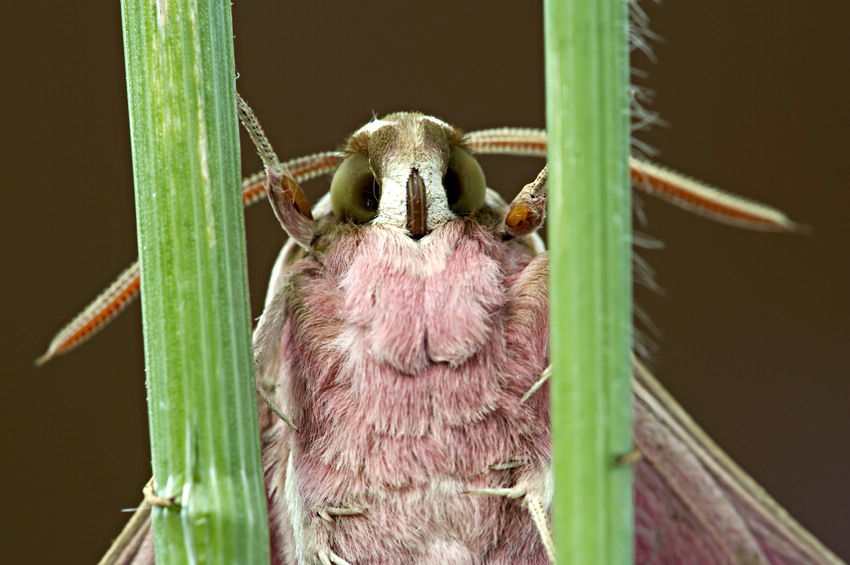 Kropek siedzi