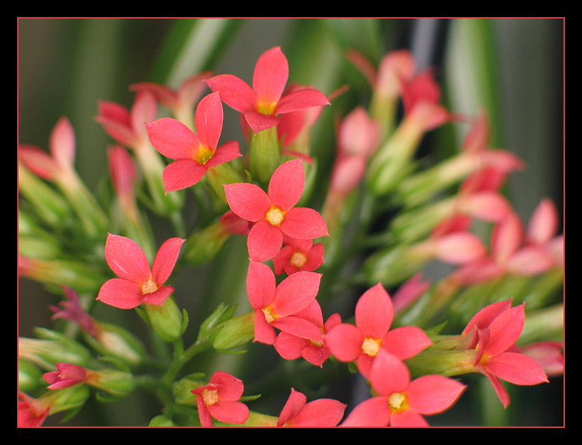 Kalanchoe