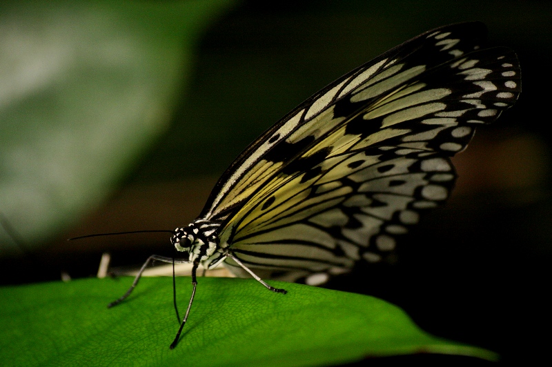 Idea Leuconoe