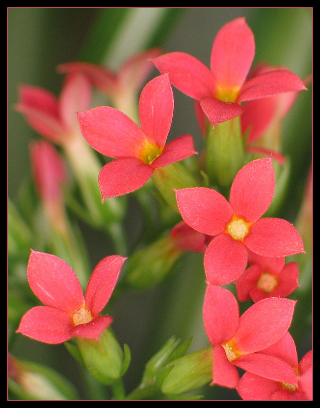 Kalanchoe