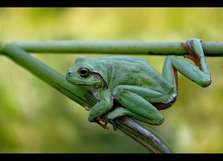 Rzekotka drzewna (Hyla arborea) - jak zwykle ;)