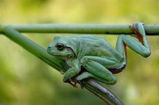 Rzekotka drzewna (Hyla arborea) - jak zwykle ;)