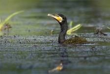 Kormoran czarny polowanie