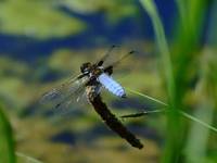 Libellula depressa