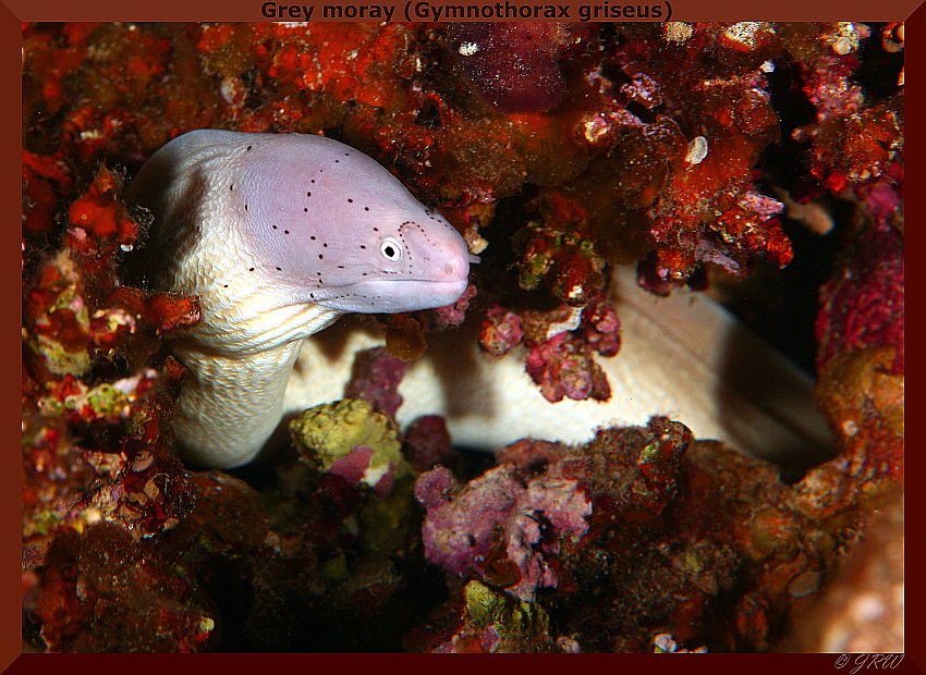 Grey moray (Gymnothorax griseus)