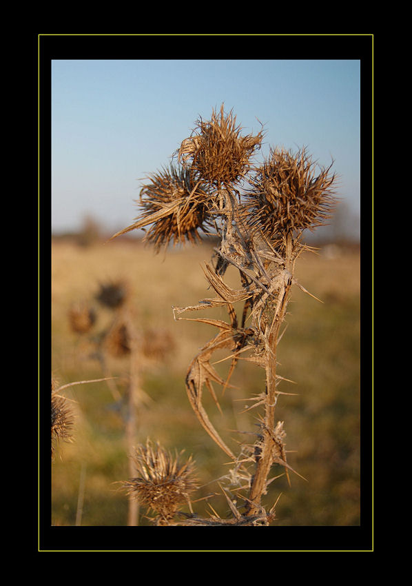 obrazki z Podlasia