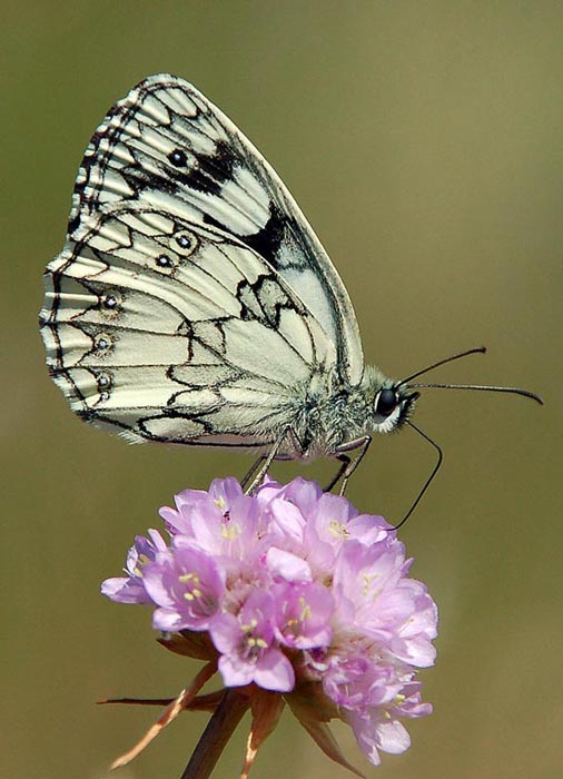 Motyl