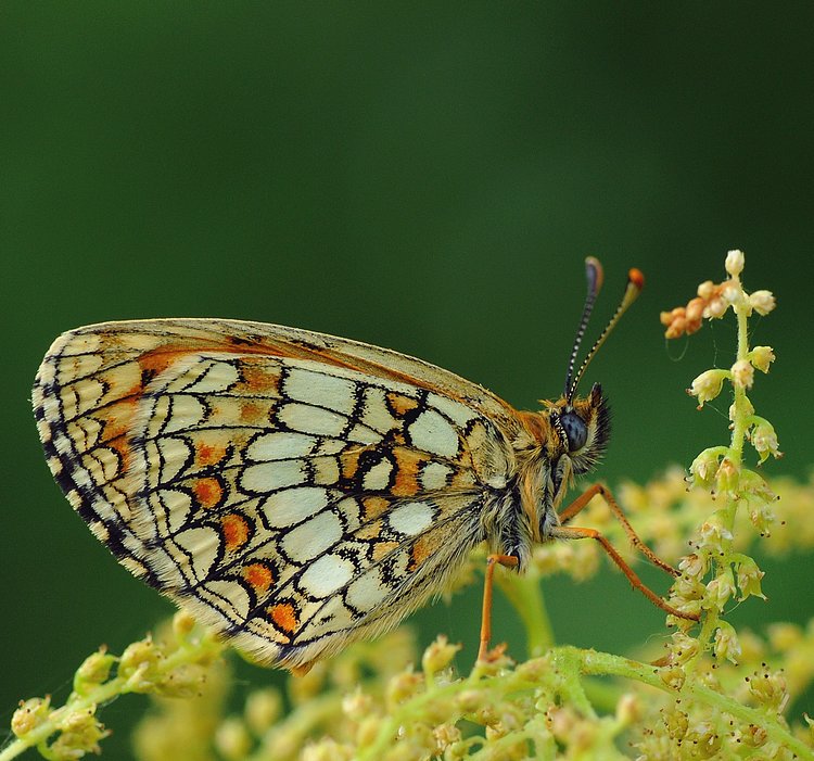 Przeplatka atalia