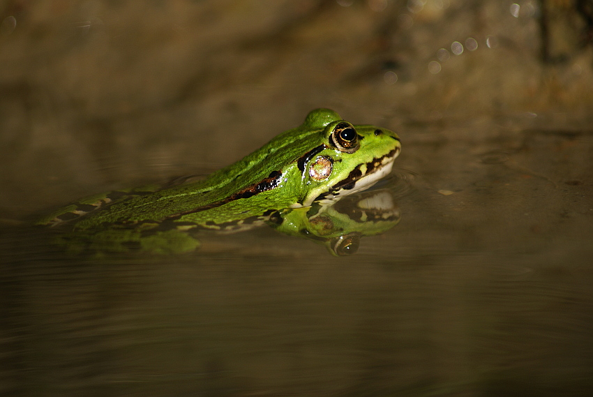 Żaba... Kermit?