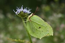 Cytrynek Gonepteryx rhamni L. 1758