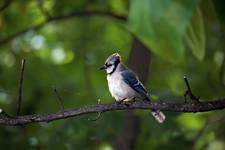 Blue Jay