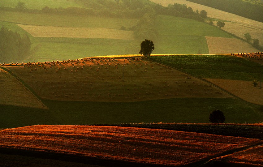 żniwne pola