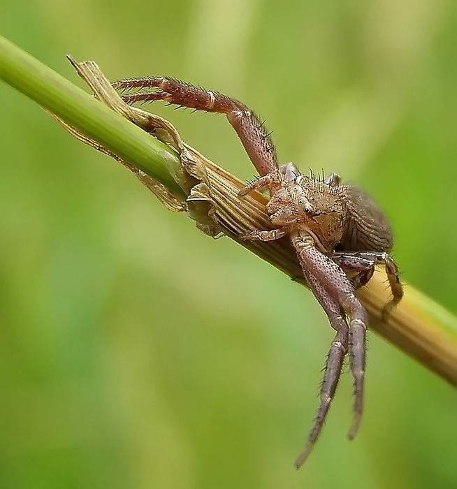 pajączek