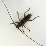 Chinese longhorn beetle