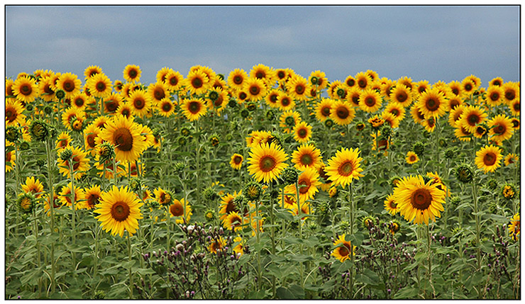 Sunflowers