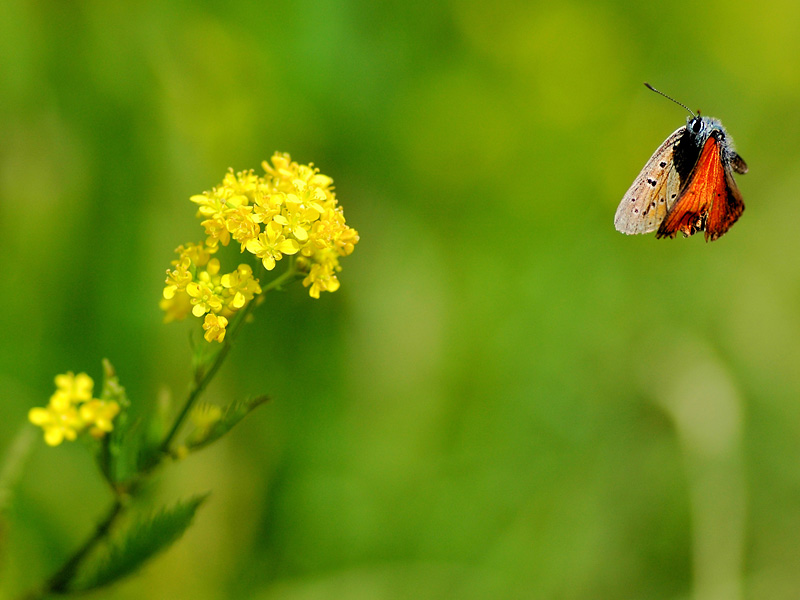 motyl w locie :)