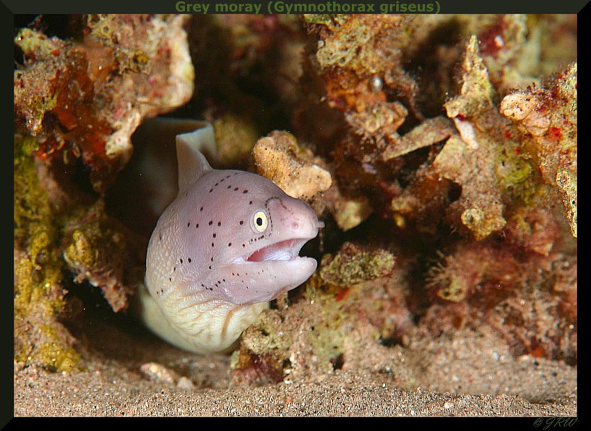 Grey moray (Gymnothorax griseus)