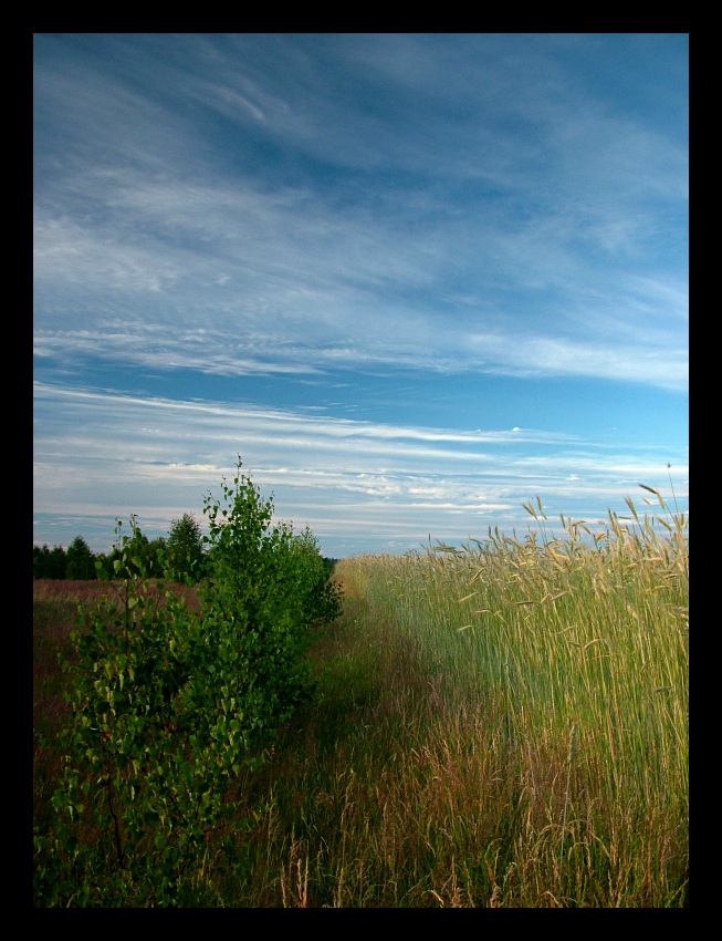 miedzą