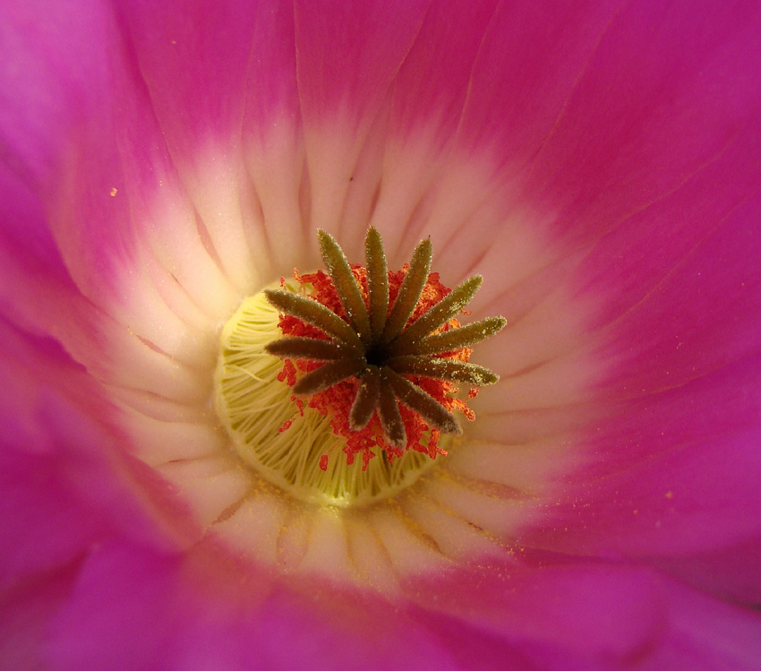 Echinocereus