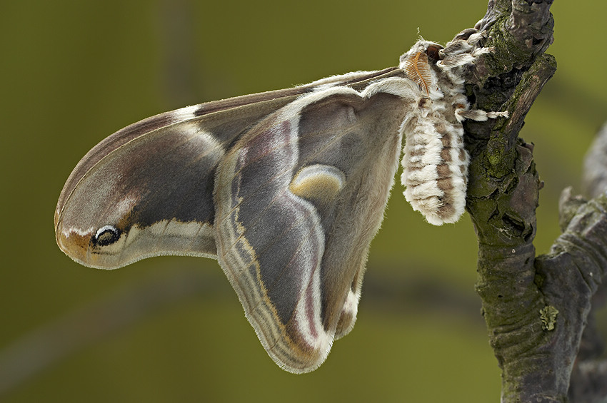 Phylosamia cynthia ricini