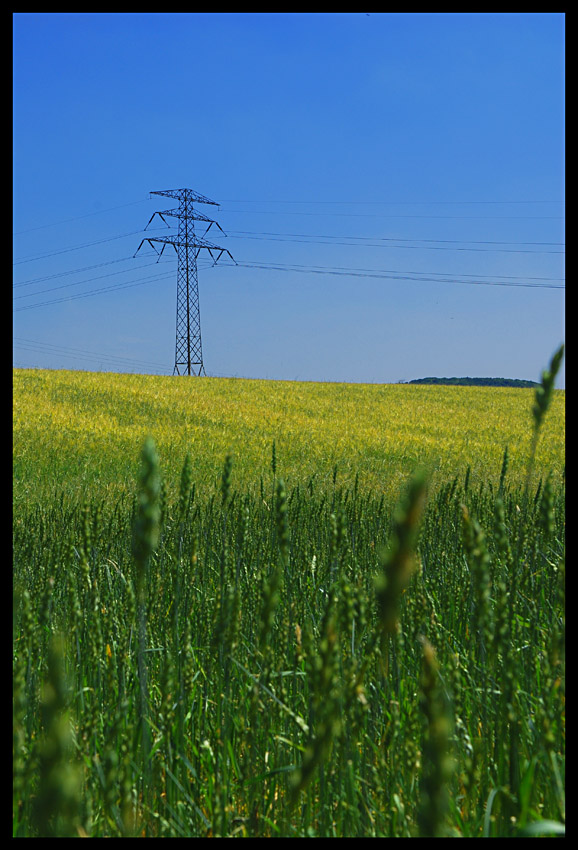 Staluch w zbożu