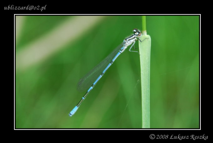 Odonata