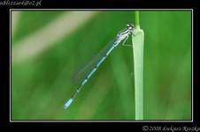 Odonata