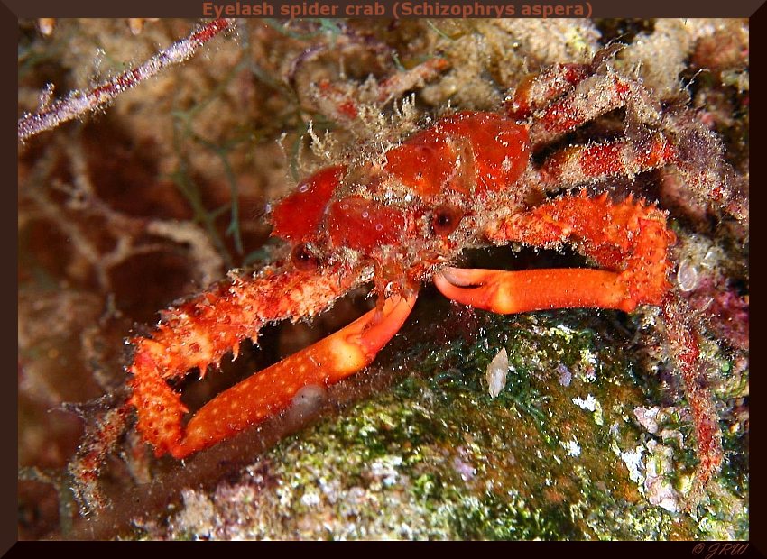 Eyelash spider crab