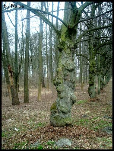 Drzewo Choroszczańskie