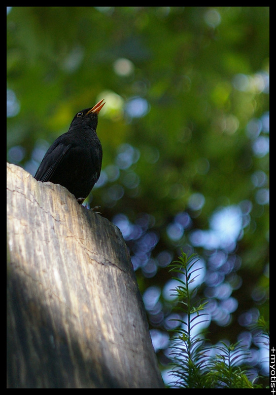 .turdus.merula.