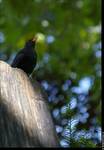 .turdus.merula.