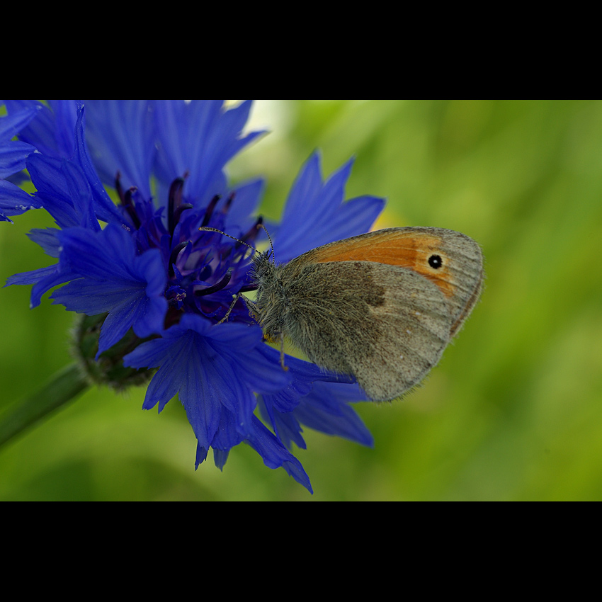 motyl