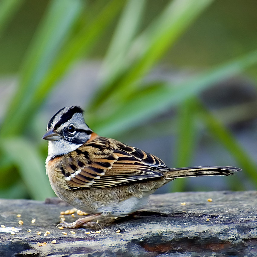 Pasowka obrozna(zonotrichia capensis)