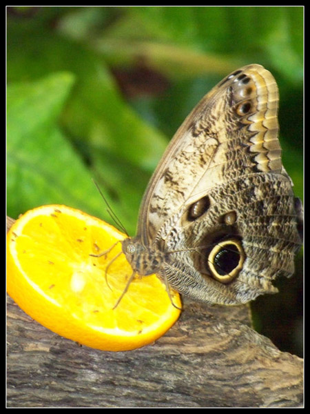 Motyl w czasie posiłku