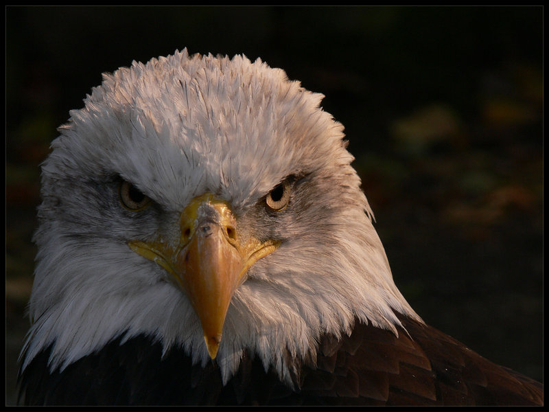 American bald eagle