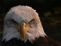 American bald eagle