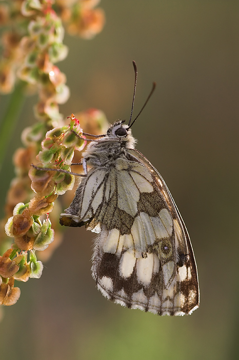 polowiec szachownica