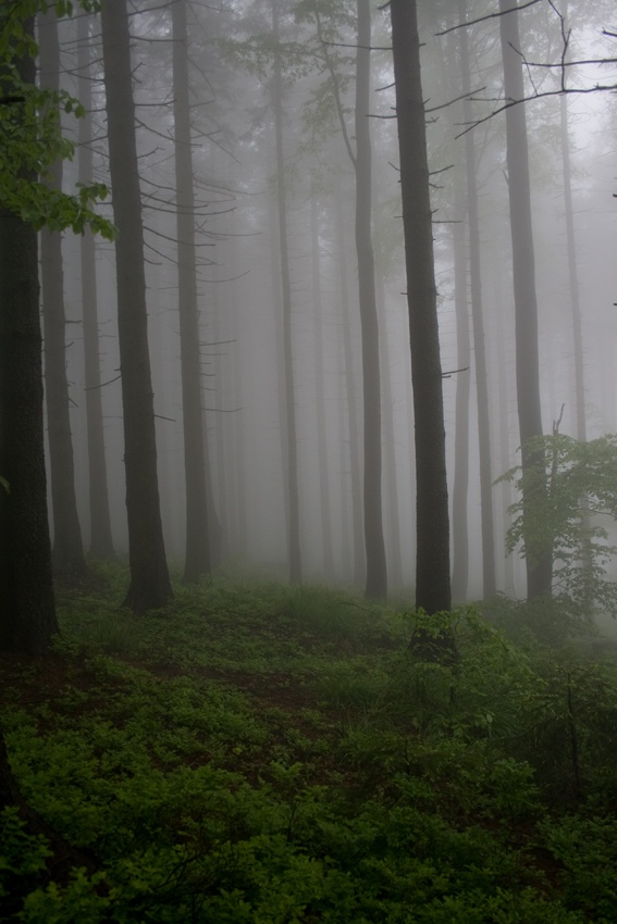 Forest in the fog