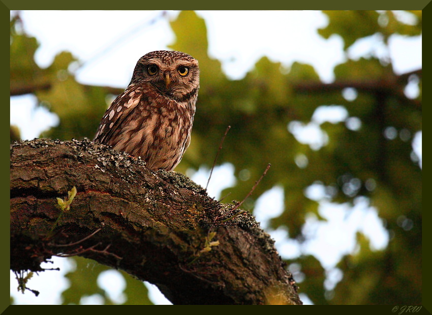 Sóweczka (Glaucidium passerinum)