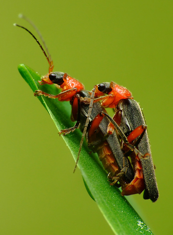 Encyklopedyczne Ujęcie