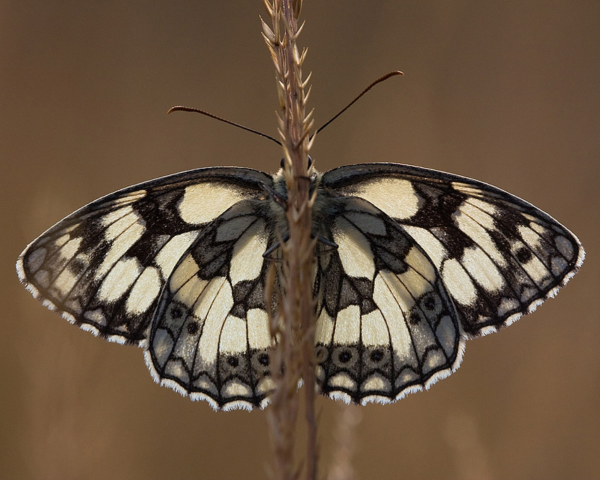 Polowiec szachownica