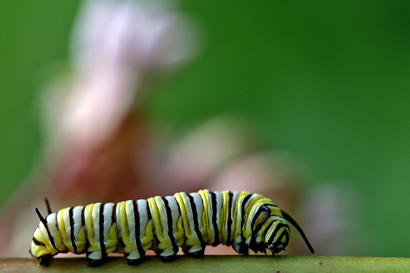 Monarch  (Danaus plexippus)