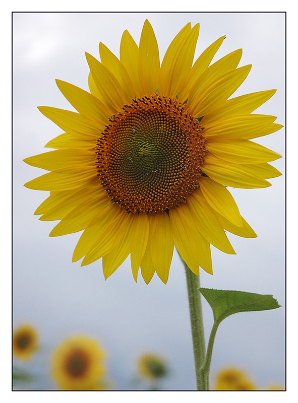 Sunflower portrait