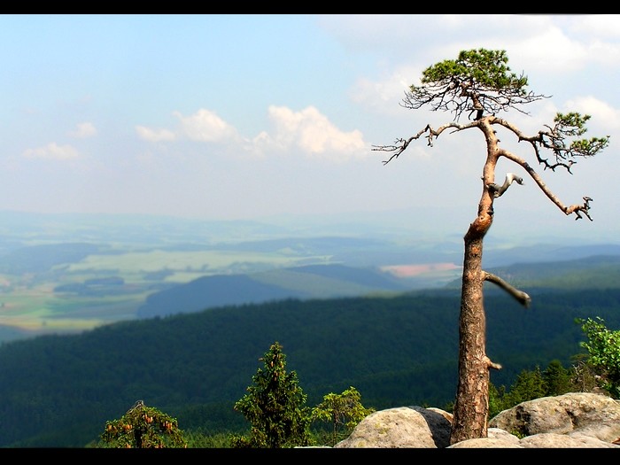 Szczelińcowa sosenka.