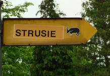 strusie