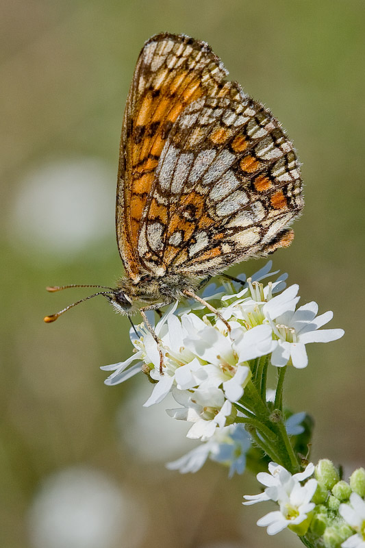 przeplatka atalia